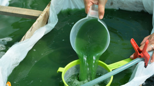 Rien ne se perd, tout se transforme : le secret du jus de culture de spiruline dans les cosmétiques POW'HER